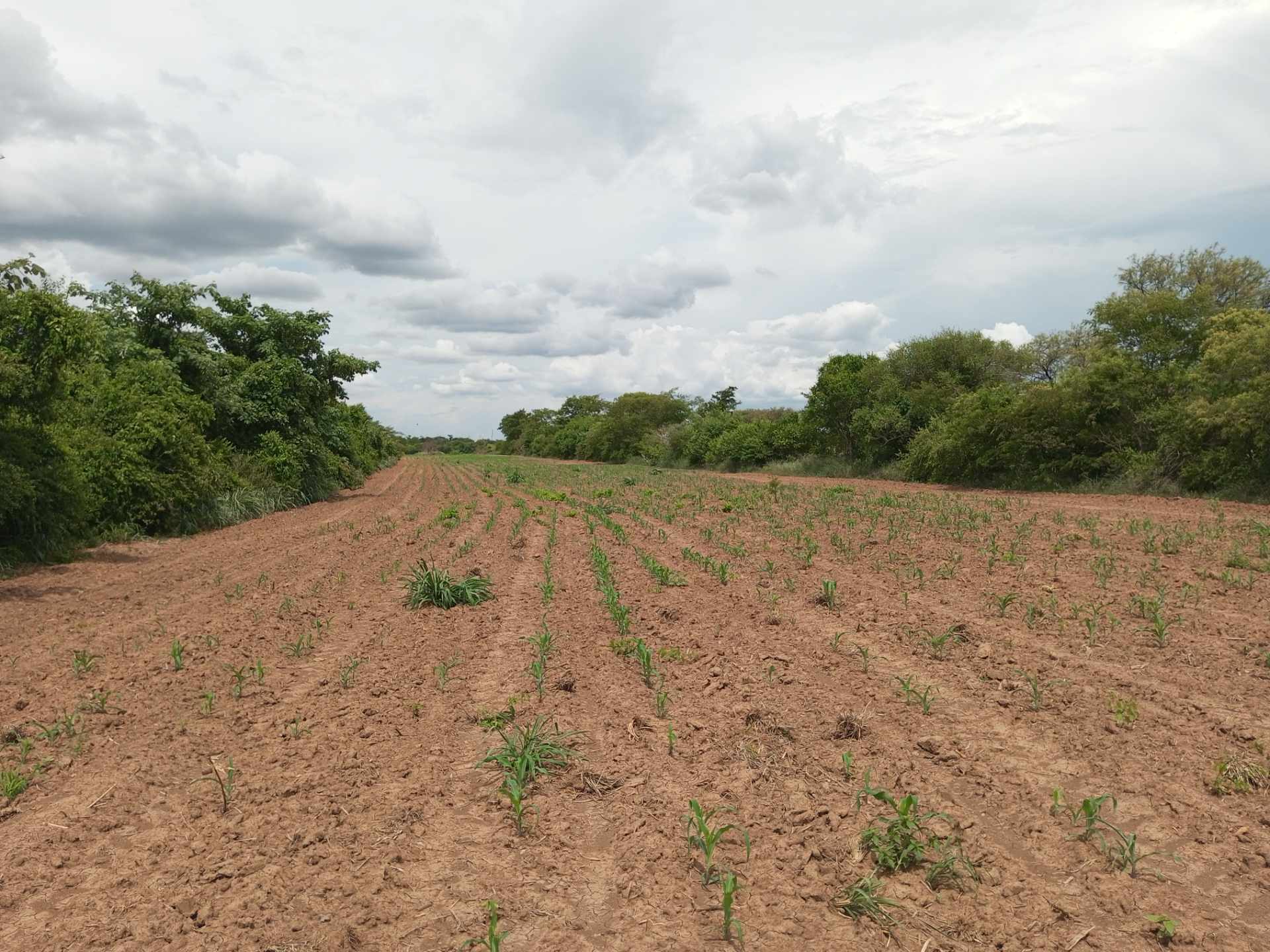 Quinta propiedad agrícola en VentaZona Sur carretera a camiri cerca a loc. Sanja Honda    Foto 3