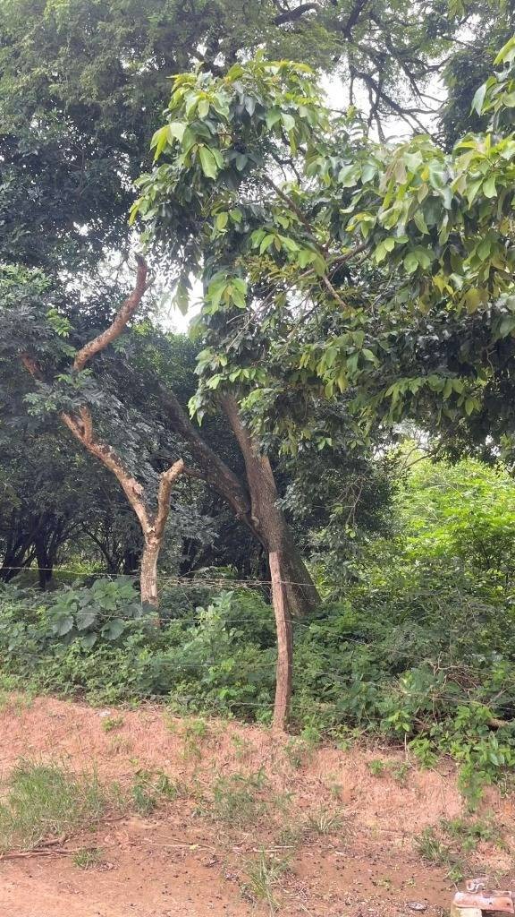 Terreno en Zona Nueva Santa Cruz en Santa Cruz de la Sierra    Foto 7