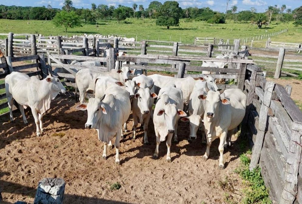 Quinta propiedad agrícola En Venta 546 Hectáreas Ganaderas y Potencialmente Agrícolas en San Ignacio de Velasco Foto 3