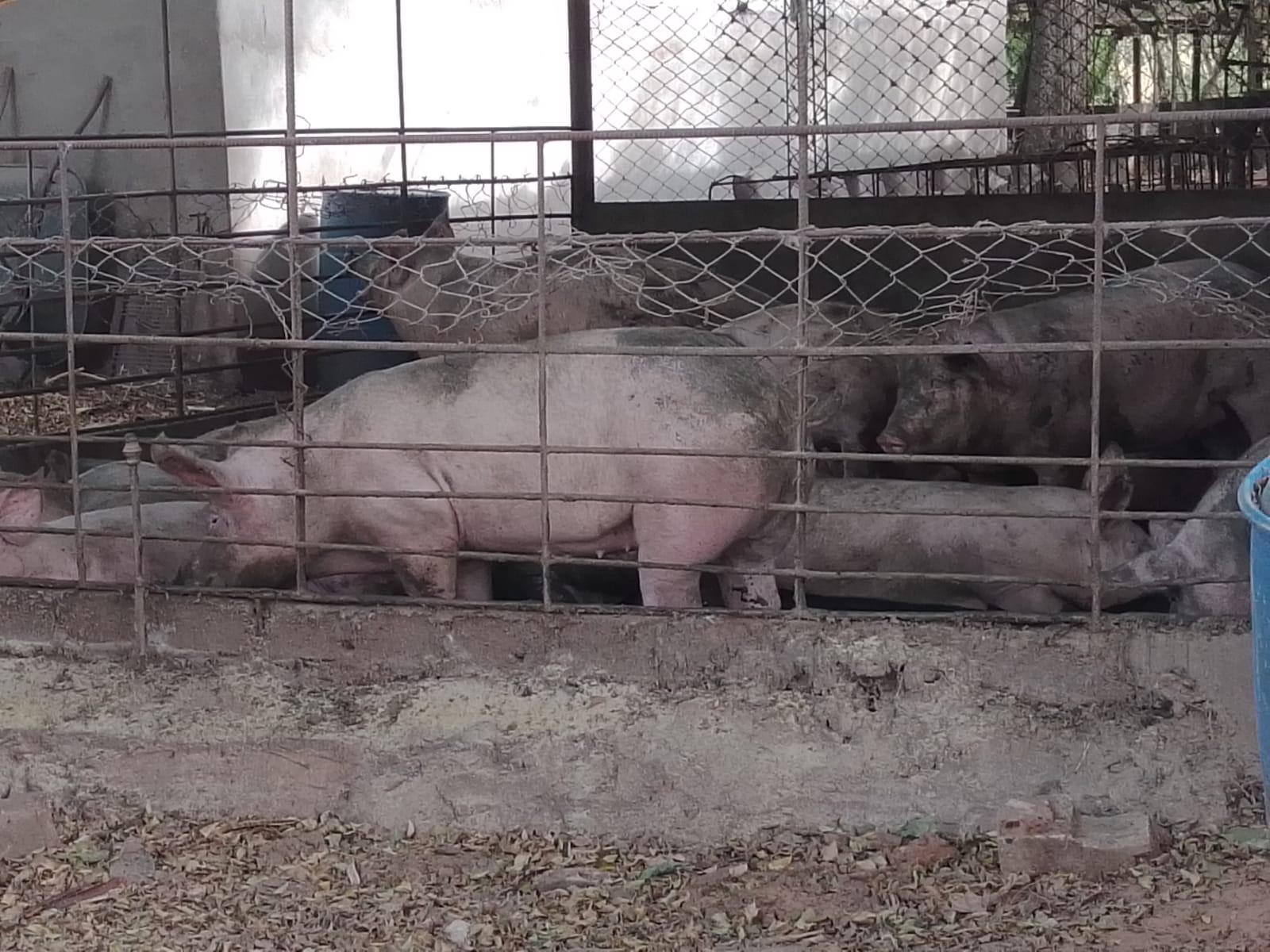 Quinta propiedad agrícola en VentaCOTOCA, ZONA SUE ESTE  Foto 25