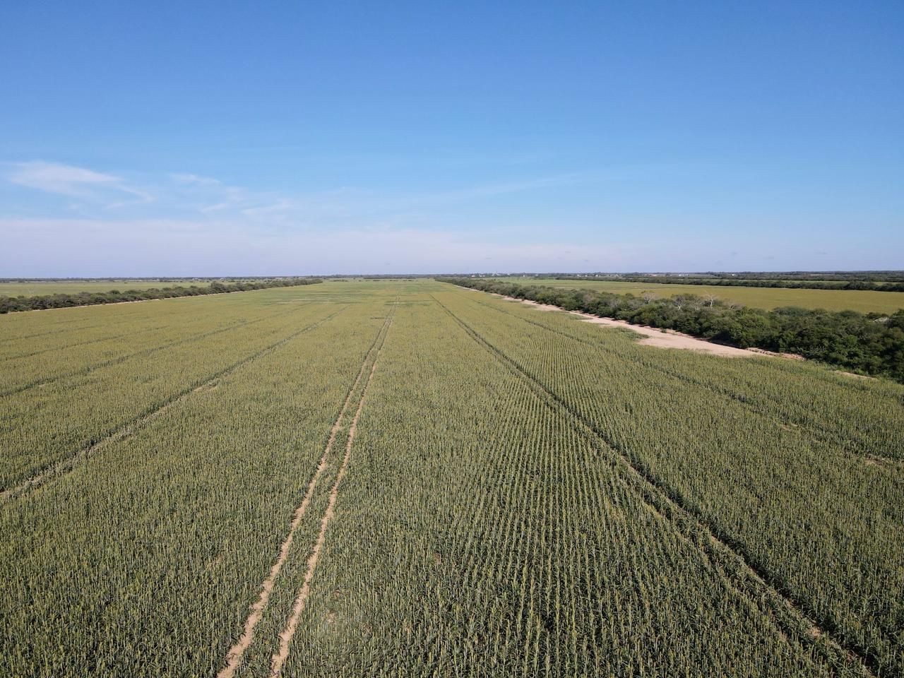 Quinta propiedad agrícola en VentaEn Venta: 2.250 Hectáreas Agricola - Ganaderas en Tuna sobre Carretera    Foto 14