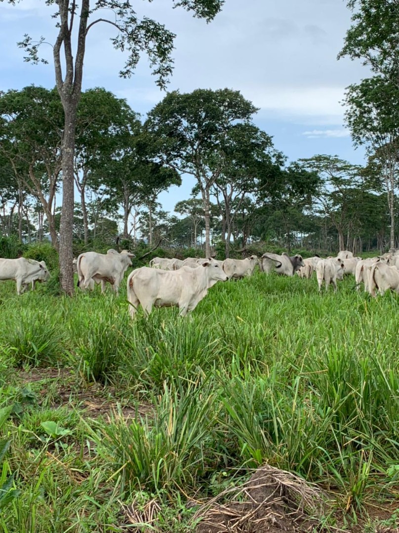 Quinta propiedad agrícola en VentaConcepción: 1.980 Hectáreas Ganaderas sobre Carretera Foto 6