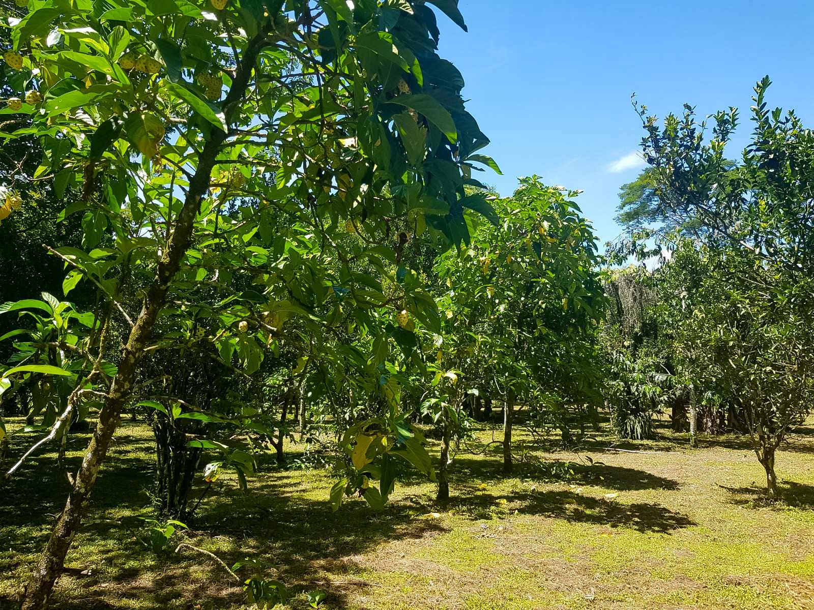 Casa en Villa Tunari (Chapare) en Cochabamba 3 dormitorios 2 baños 5 parqueos Foto 6