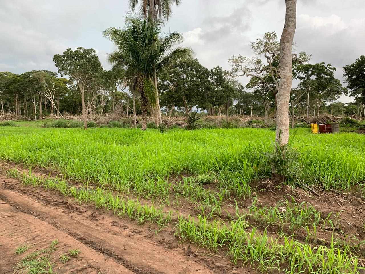 Quinta propiedad agrícola en VentaConcepción: 1.980 Hectáreas Ganaderas sobre Carretera Foto 3